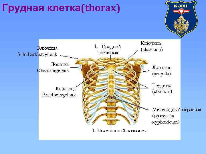 Грудная клетка(thorax) Ключица Schulterblattgelenk 1. Грудной позвонок Ключица (clavicula) Лопатка Oberarmgelenk Лопатка (scapula) Грудина