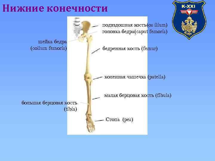 Нижние конечности подвздошная кость(os ilium) головка бедра(caput femoris) шейка бедра (collum femoris) бедренная кость