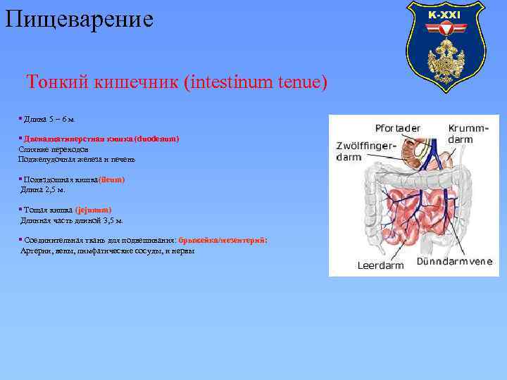 Пищеварение Тонкий кишечник (intestinum tenue) § Длина 5 – 6 м. § Двенадцатиперстная кишка