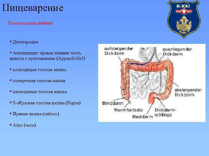 Пищеварение Толстая кишка (colon) § Дегитарация § Аппендицит: правая нижняя часть живота с приложением