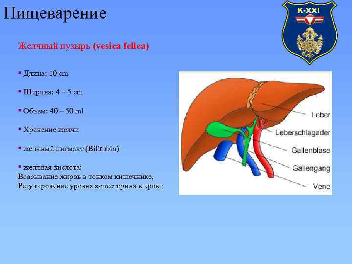 Пищеварение Желчный пузырь (vesica fellea) § Длина: 10 cm § Ширина: 4 – 5