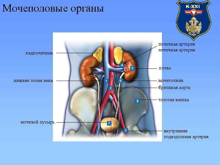 Нижняя полая вена аорта. Мочеобразующий орган. Нижняя полая Вена в почке. Мочеточник почечная Вена почечная артерия. Брюшная аорта полая Вена почки.