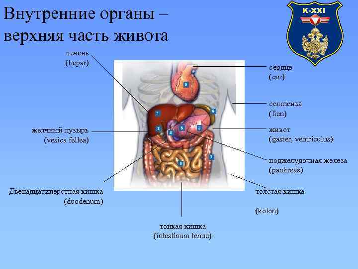 Внутренние органы – верхняя часть живота печень (hepar) сердце (cor) селезенка (lien) живот (gaster,