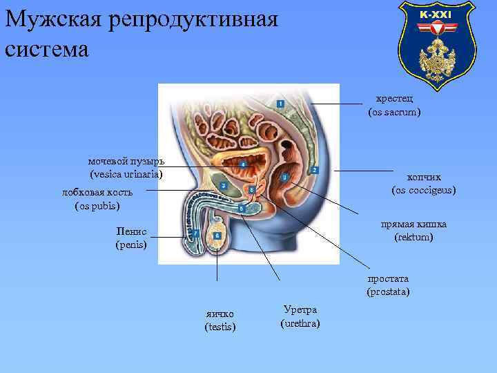 Мужская репродуктивная система крестец (os sacrum) мочевой пузырь (vesica urinaria) копчик (os coccigeus) лобковая