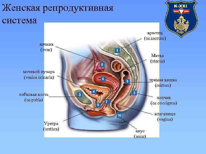 Женская репродуктивная система крестец (os sacrum) яичник (ovar) Матка (uterus) мочевой пузырь (vesica urinaria)