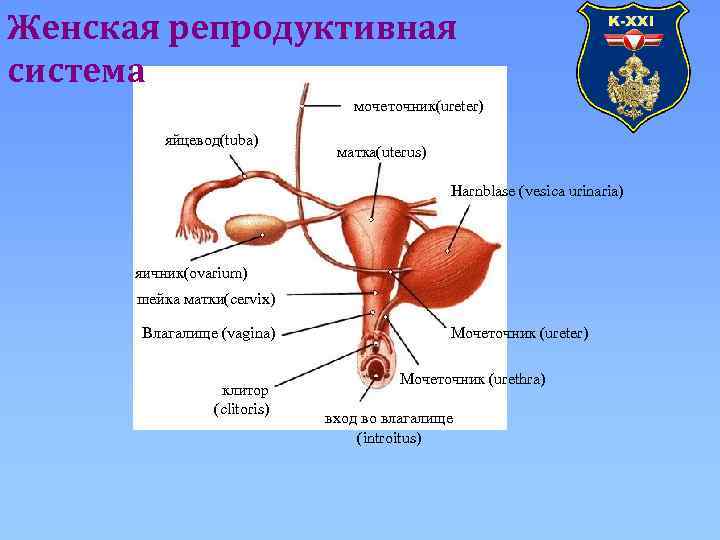 Женская репродуктивная система мочеточник(ureter) яйцевод(tuba) матка(uterus) Harnblase (vesica urinaria) яичник(ovarium) шейка матки(cervix) Влагалище (vagina)