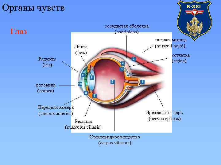 Органы чувств сосудистая оболочка (chorioidea) Глаз глазная мышца (musculi bulbi) Линза (lens) сетчатка (retina)