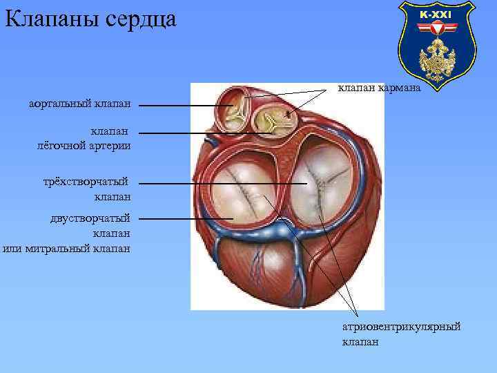 Трехстворчатый клапан сердца. Двустворчатый клапан и трехстворчатый клапан. Трехстворчатый клапан сердца строение.