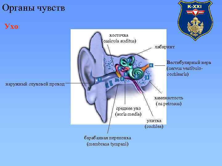 Органы чувств Ухо косточка (ossicula auditus) лабиринт Вестибулярный нерв (nervus vestibulocochlearis) наружный слуховой проход