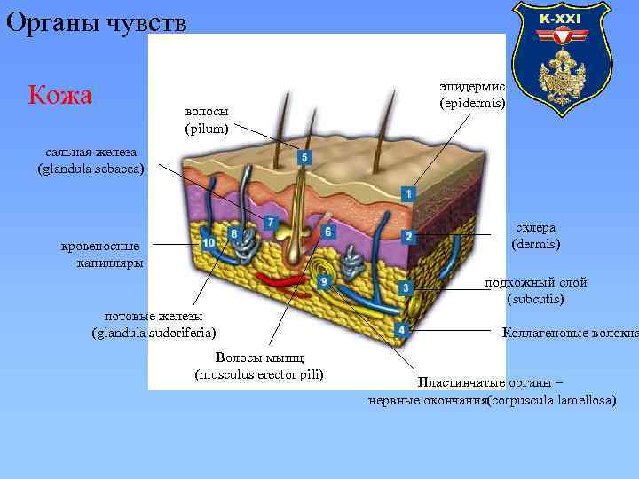 Органы чувств Кожа волосы (pilum) эпидермис (epidermis) сальная железа (glandula sebacea) склера (dermis) кровеносные