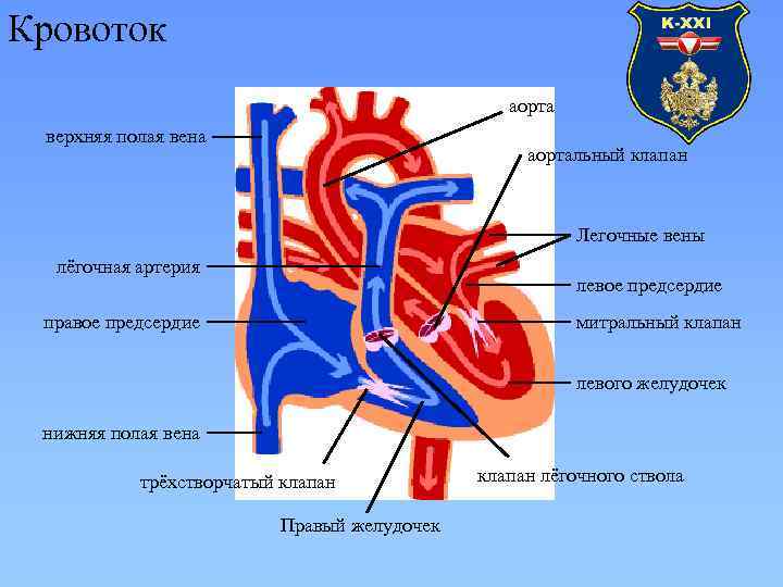 Полая вена правого желудочка