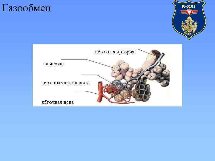 Газообмен лёгочная артерия альвеола легочные капилляры лёгочная вена 