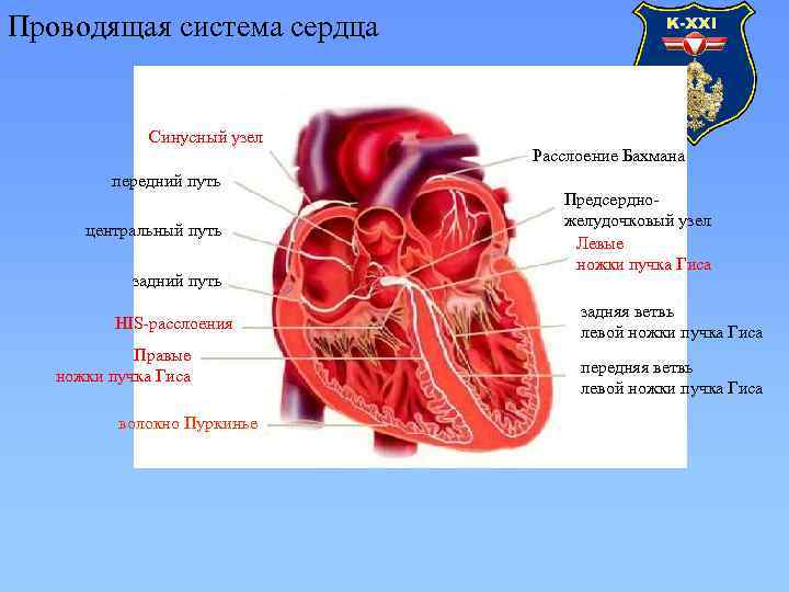 Проводящая система сердца Синусный узел передний путь центральный путь задний путь HIS-расслоения Правые ножки