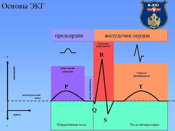 Основы ЭКГ предсердие желудочек сердца Возбуждение распространения R напряжение + распространение возбуждения изоэлектрическая линия
