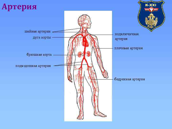 Артерия шейная артерии дуга аорты подключичная артерия плечевая артерия брюшная аорта подвздошная артерия бедренная