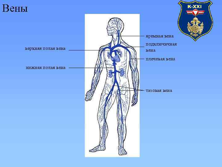 Вены яремная вена верхняя полая вена подключичная вена плечевая вена нижняя полая вена тазовая