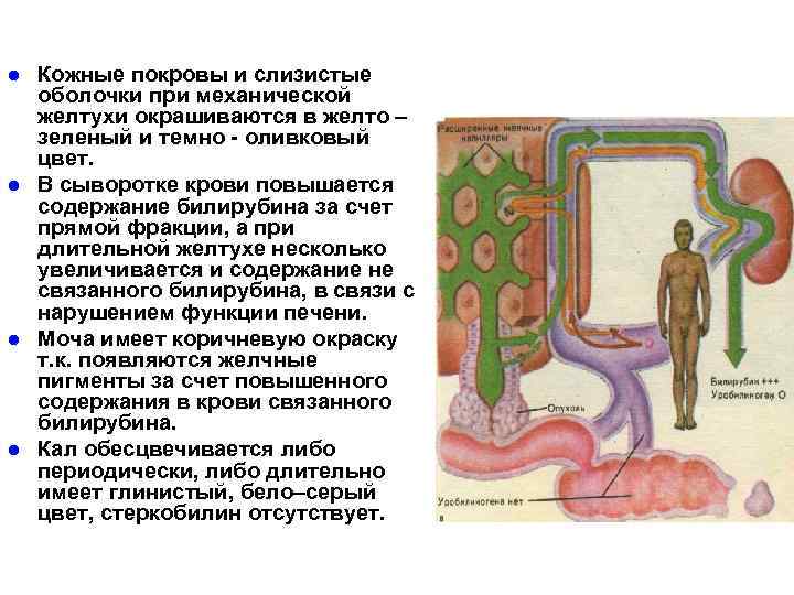 Кожа и видимые слизистые оболочки. Кожные покровы и видимые слизистые. Цвет кожных покровов при желтухе. Видимые слизистые оболочки. Слизистый при механической желтухе.