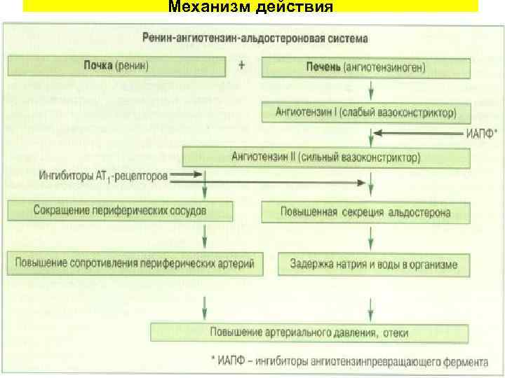 Механизм действия 