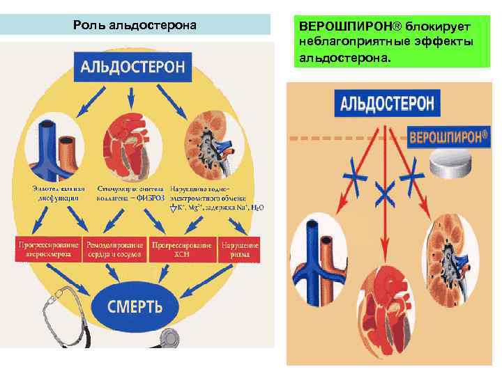 Роль альдостерона ВЕРОШПИРОН® блокирует неблагоприятные эффекты альдостерона. 