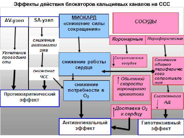 Эффекты действия блокаторов кальциевых каналов на CCC 