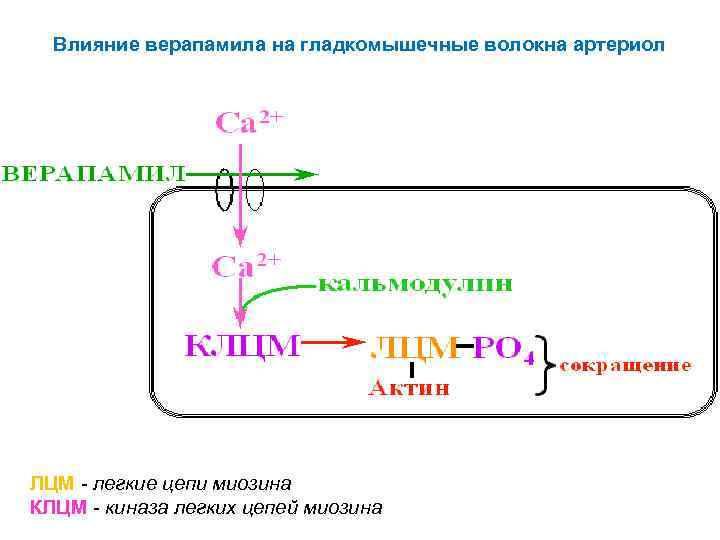 Влияние верапамила на гладкомышечные волокна артериол ЛЦМ - легкие цепи миозина КЛЦМ - киназа