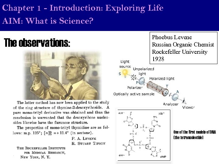 Chapter 1 - Introduction: Exploring Life AIM: What is Science? The observations: Phoebus Levene