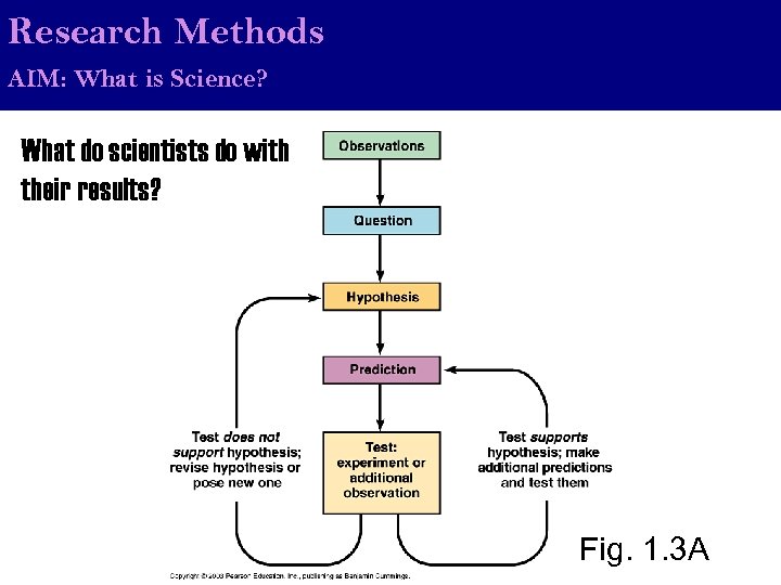 Research Methods AIM: What is Science? What do scientists do with their results? Fig.