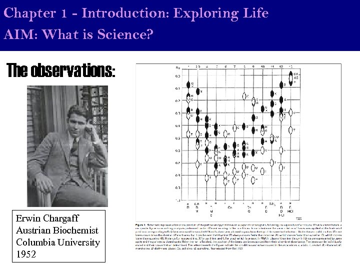 Chapter 1 - Introduction: Exploring Life AIM: What is Science? The observations: Erwin Chargaff