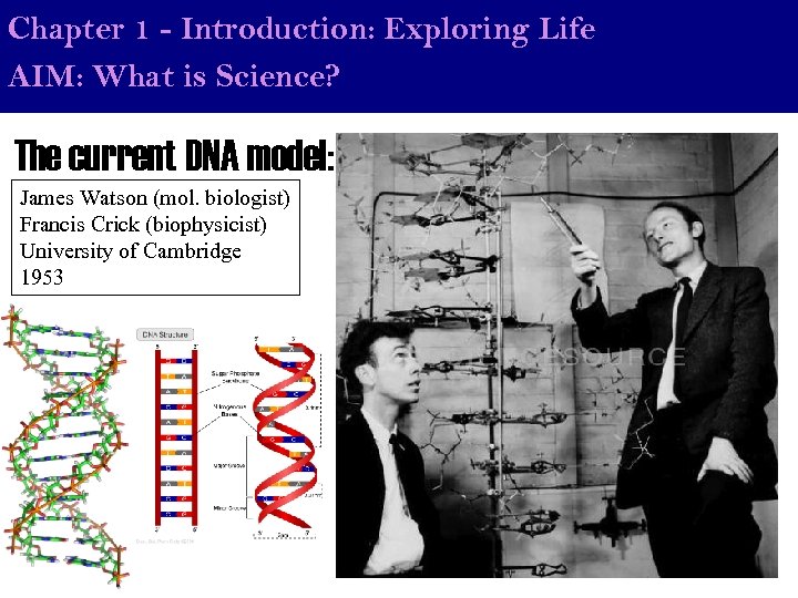 Chapter 1 - Introduction: Exploring Life AIM: What is Science? The current DNA model: