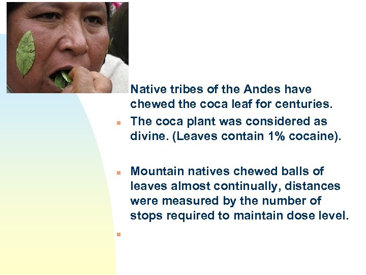 n n Native tribes of the Andes have chewed the coca leaf for centuries.