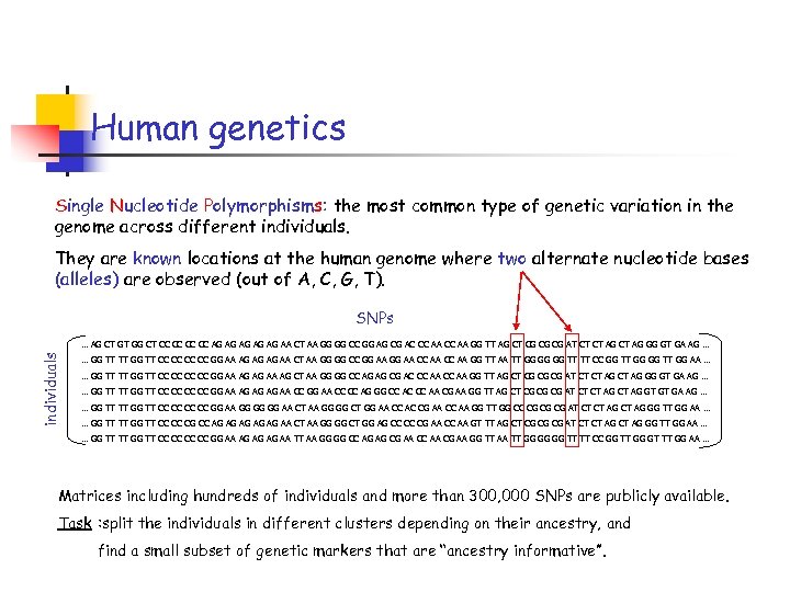 Human genetics Single Nucleotide Polymorphisms: the most common type of genetic variation in the