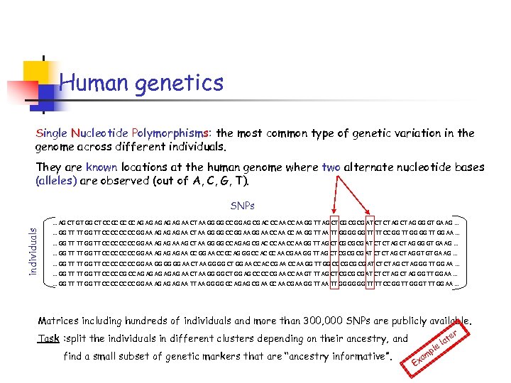 Human genetics Single Nucleotide Polymorphisms: the most common type of genetic variation in the