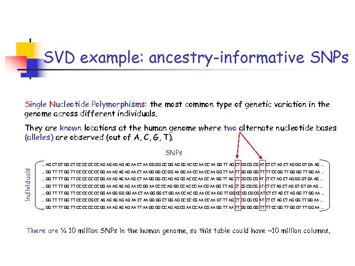 SVD example: ancestry-informative SNPs Single Nucleotide Polymorphisms: the most common type of genetic variation