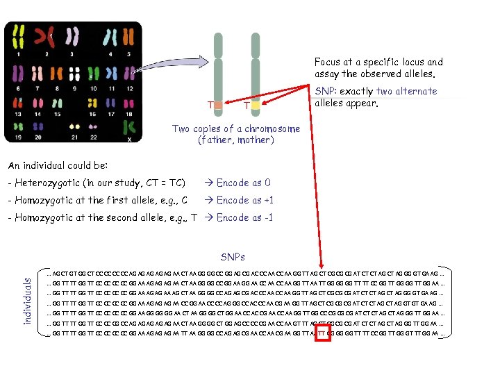 Focus at a specific locus and assay the observed alleles. T T SNP: exactly