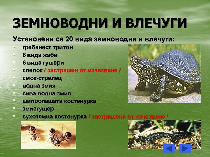 ЗЕМНОВОДНИ И ВЛЕЧУГИ Установени са 20 вида земноводни и влечуги: • гребенест тритон •