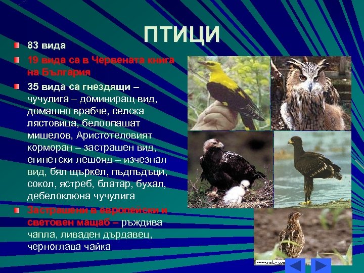 ПТИЦИ 83 вида 19 вида са в Червената книга на България 35 вида са
