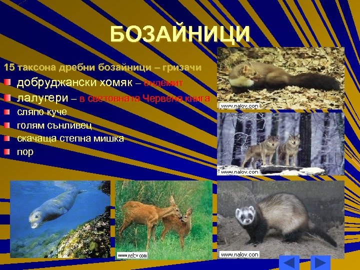 БОЗАЙНИЦИ 15 таксона дребни бозайници – гризачи добруджански хомяк – ендемит лалугери – в