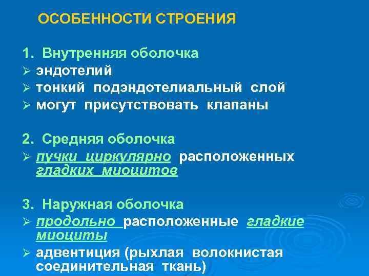 ОСОБЕННОСТИ СТРОЕНИЯ 1. Внутренняя оболочка Ø эндотелий Ø тонкий подэндотелиальный слой Ø могут присутствовать