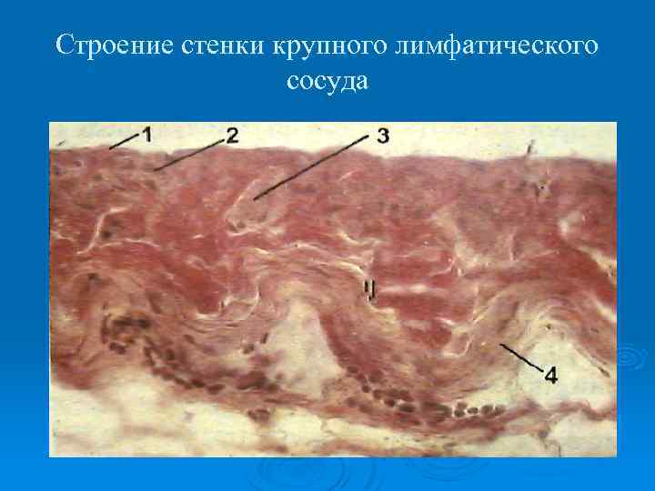 Строение стенки крупного лимфатического сосуда 