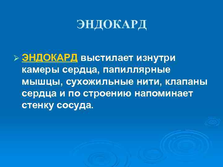 ЭНДОКАРД Ø ЭНДОКАРД выстилает изнутри камеры сердца, папиллярные мышцы, сухожильные нити, клапаны сердца и