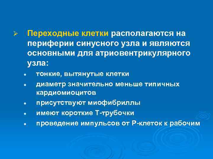 Переходные клетки располагаются на периферии синусного узла и являются основными для атриовентрикулярного узла: Ø