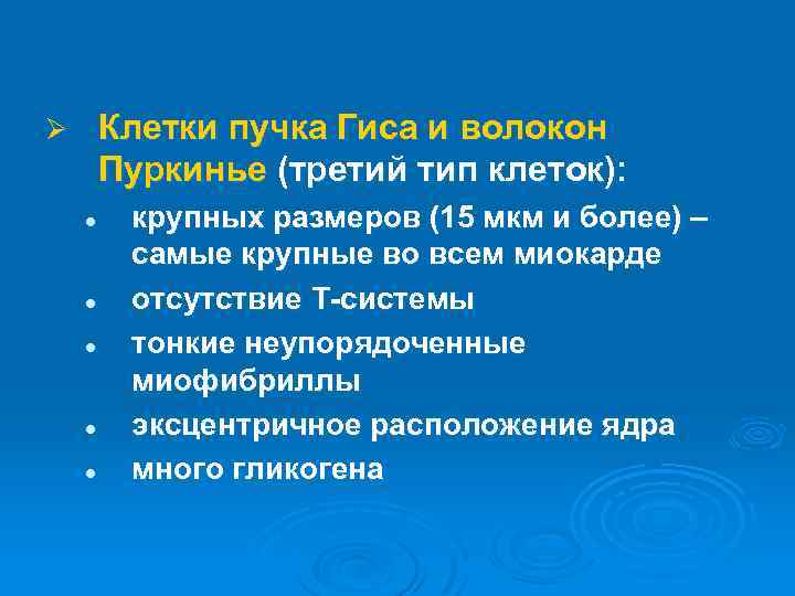 Клетки пучка Гиса и волокон Пуркинье (третий тип клеток): Ø l l l крупных