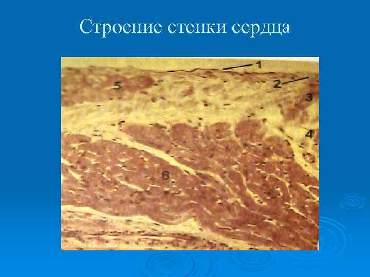 Строение стенки сердца 