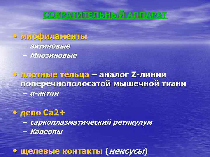 СОКРАТИТЕЛЬНЫЙ АППАРАТ • миофиламенты – актиновые – Миозиновые • плотные тельца – аналог Z-линии