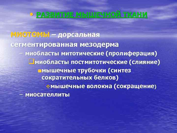  • РАЗВИТИЕ МЫШЕЧНОЙ ТКАНИ МИОТОМЫ – дорсальная сегментированная мезодерма – миобласты митотические (пролиферация)