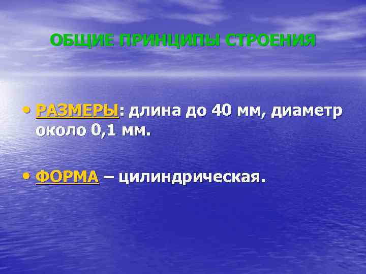 ОБЩИЕ ПРИНЦИПЫ СТРОЕНИЯ • РАЗМЕРЫ: длина до 40 мм, диаметр около 0, 1 мм.