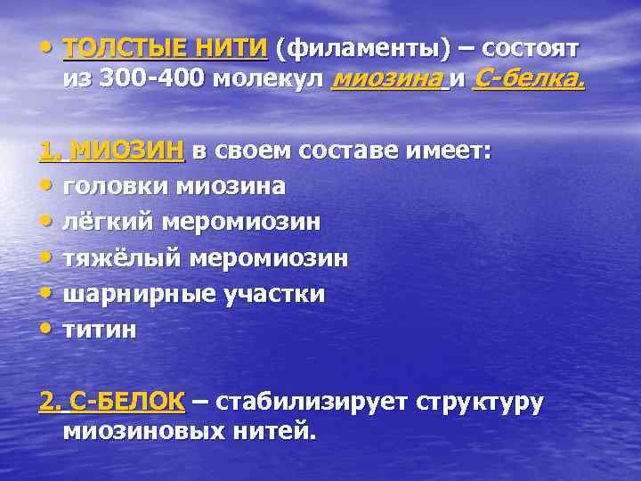  • ТОЛСТЫЕ НИТИ (филаменты) – состоят из 300 -400 молекул миозина и С-белка.