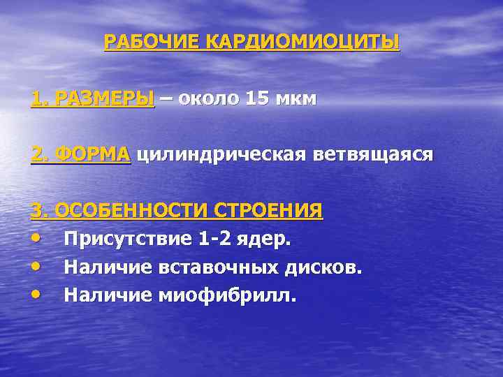 РАБОЧИЕ КАРДИОМИОЦИТЫ 1. РАЗМЕРЫ – около 15 мкм 2. ФОРМА цилиндрическая ветвящаяся 3. ОСОБЕННОСТИ