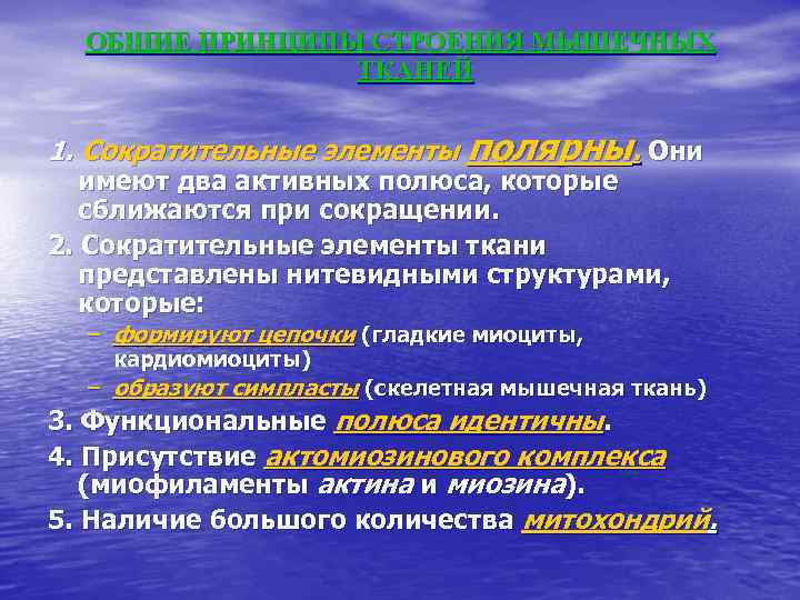 ОБЩИЕ ПРИНЦИПЫ СТРОЕНИЯ МЫШЕЧНЫХ ТКАНЕЙ 1. Сократительные элементы полярны. Они имеют два активных полюса,