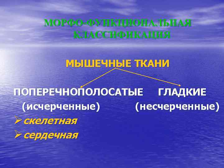 МОРФО-ФУНКЦИОНАЛЬНАЯ КЛАССИФИКАЦИЯ МЫШЕЧНЫЕ ТКАНИ ПОПЕРЕЧНОПОЛОСАТЫЕ ГЛАДКИЕ (исчерченные) (несчерченные) Øскелетная Øсердечная 
